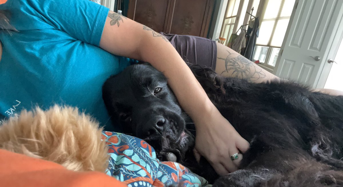 kfktlyn's tweet photo. I had a bad day and my dog immediately crawled into bed with me and cuddled 🥹 https://t.co/8izzmSfL3O