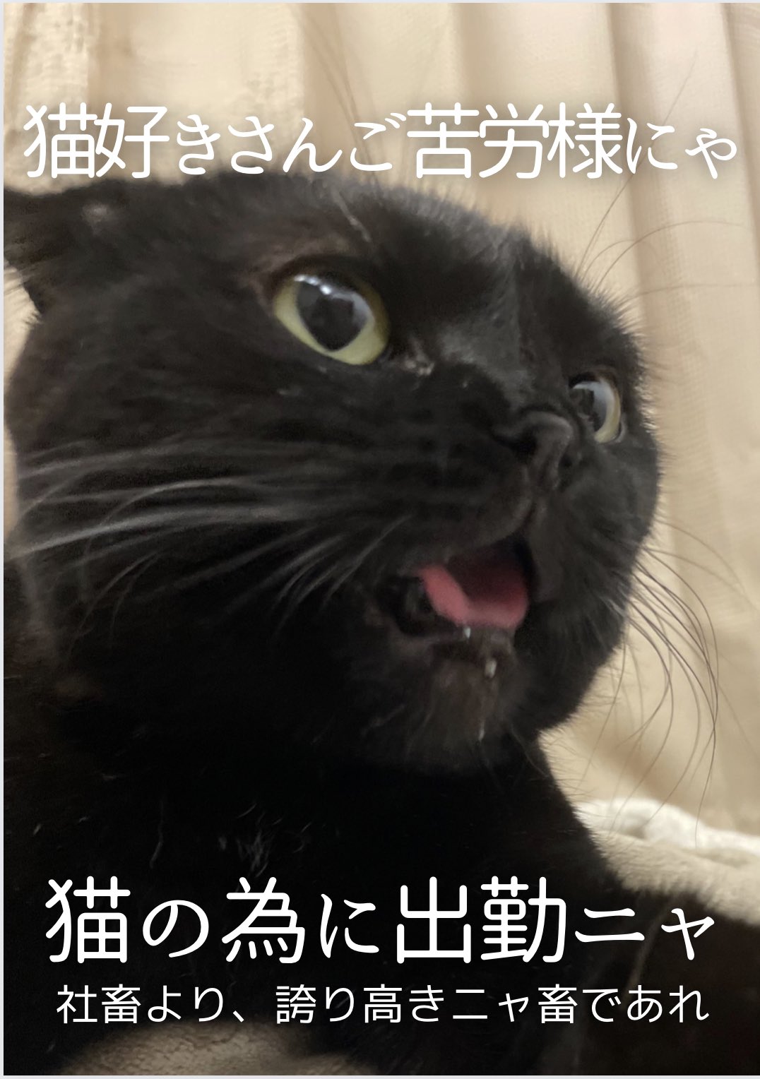 ぶす猫 Fe70cff Twitter