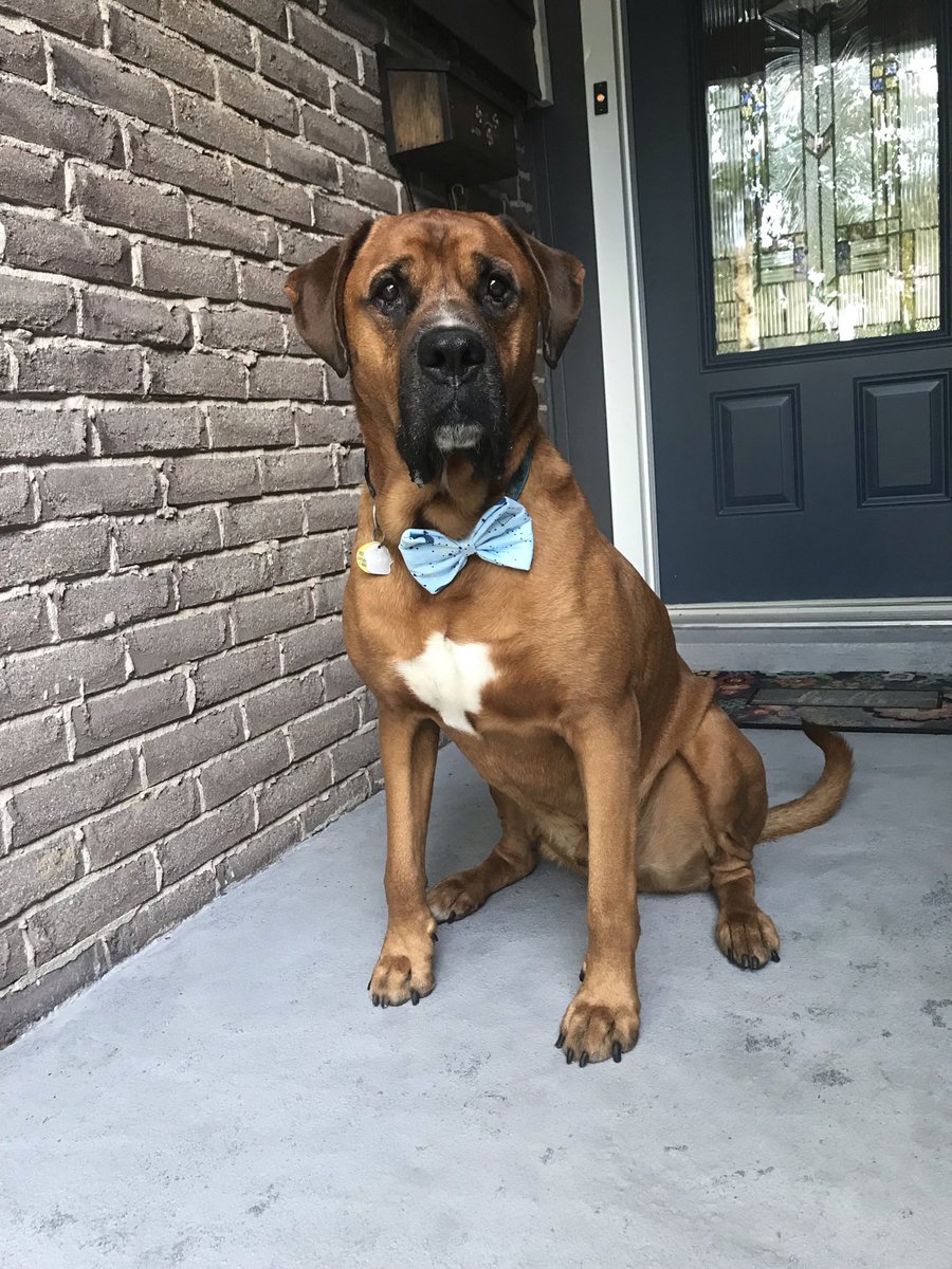 cathbern's tweet photo. @CBC Senior dude~Zeus https://t.co/kngxEmanBd