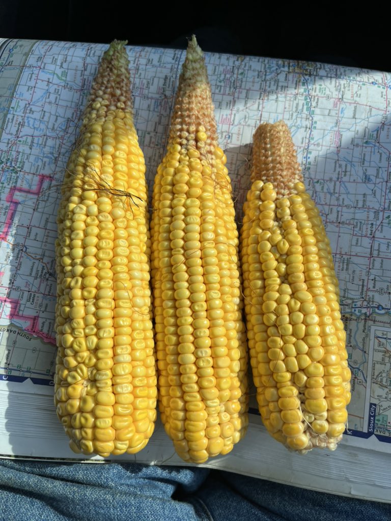 CornKng333's tweet photo. #pftour22  opps! Most beautiful black soil in Dickinson County  pulled the ears back and 171 bu/a is all we got. #tipback https://t.co/fArQdYLwLK