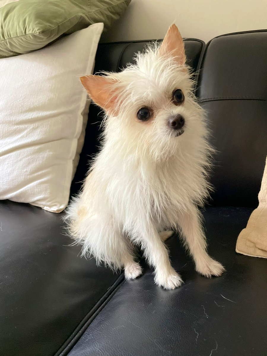 paulanarv's tweet photo. So little family update ~ Twitter friends, meet Yuki 🐶 coming to a ny sidewalk near you! https://t.co/IP7CWDfH9p