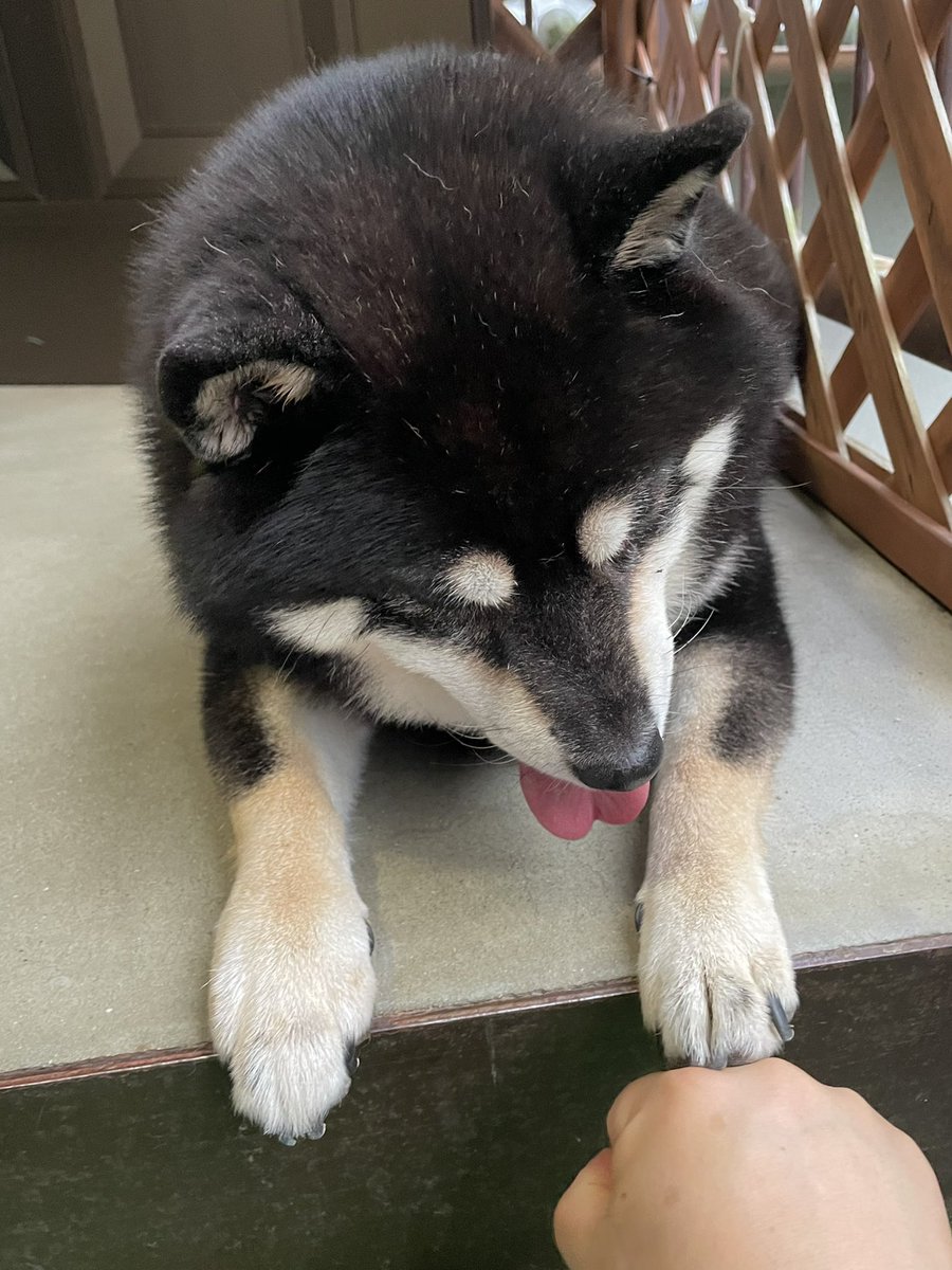 07tarou09's tweet photo. U^ェ^Uｲｯﾃﾗｯｼｬーｨ❤️ https://t.co/HLel9vgG55