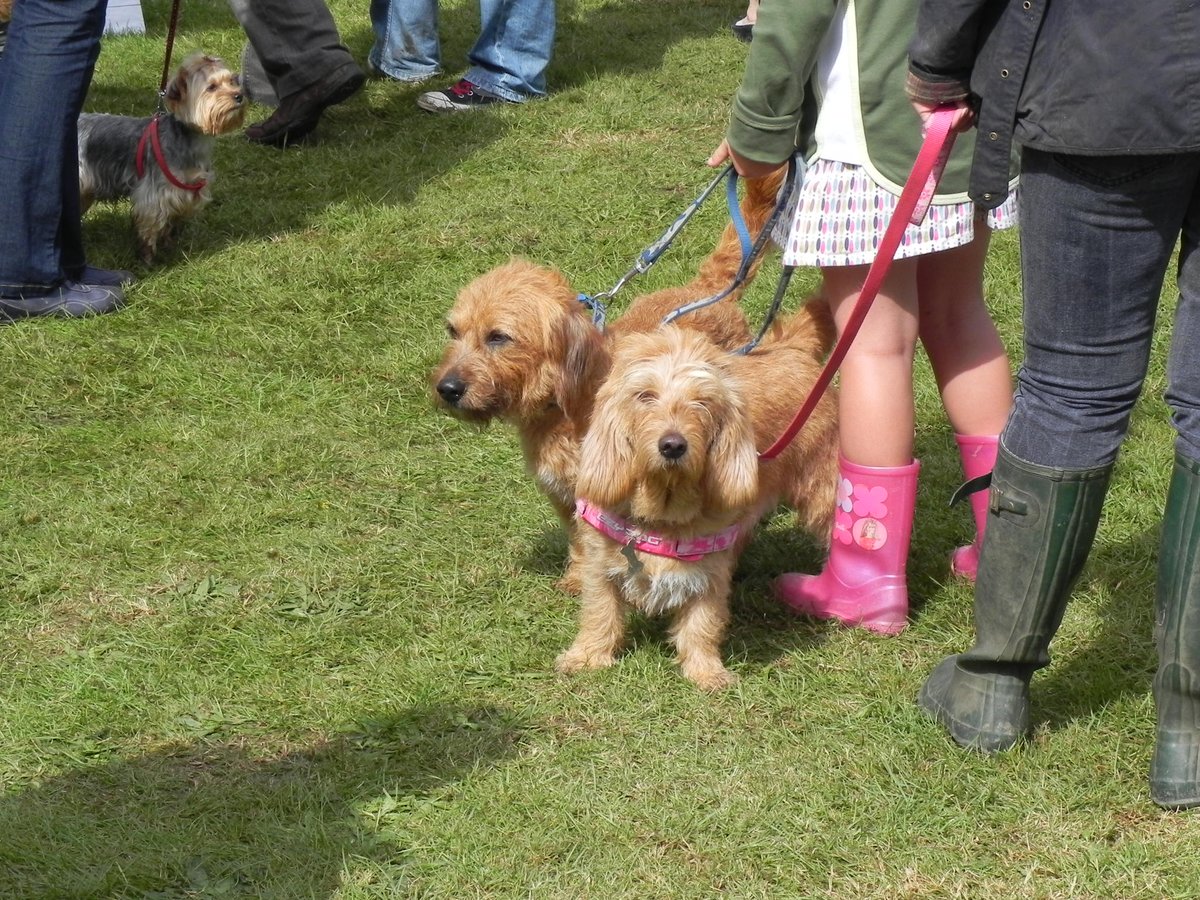CountessWarwick's tweet photo. If you have a dog you are in for a treat....dog show...dog racing...canine musical 'sit'...longest biscuit competition... https://t.co/vw53R6ZMx1