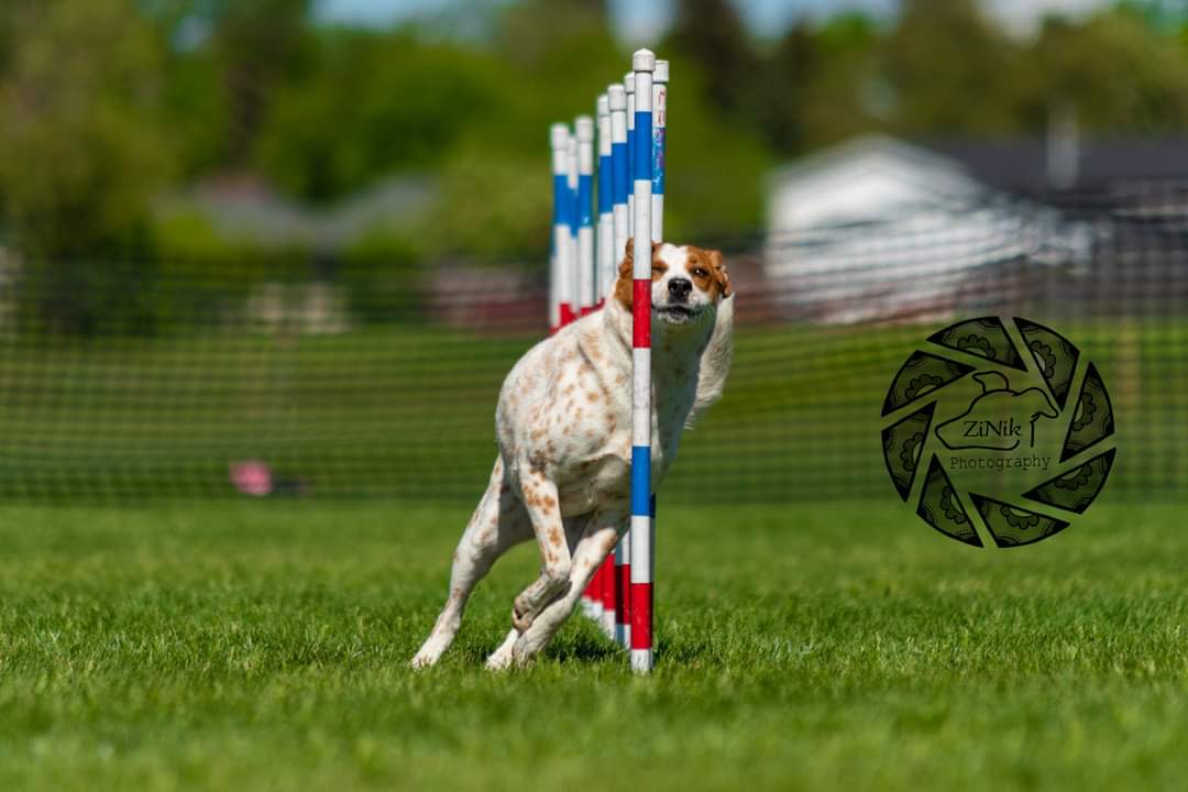 UnleashedExplo1's tweet photo. @CBC Miika the agility star! Also a certified therapy dog and co-business owner of @UnleashedExplo1 ! https://t.co/7SWLV6xTN1