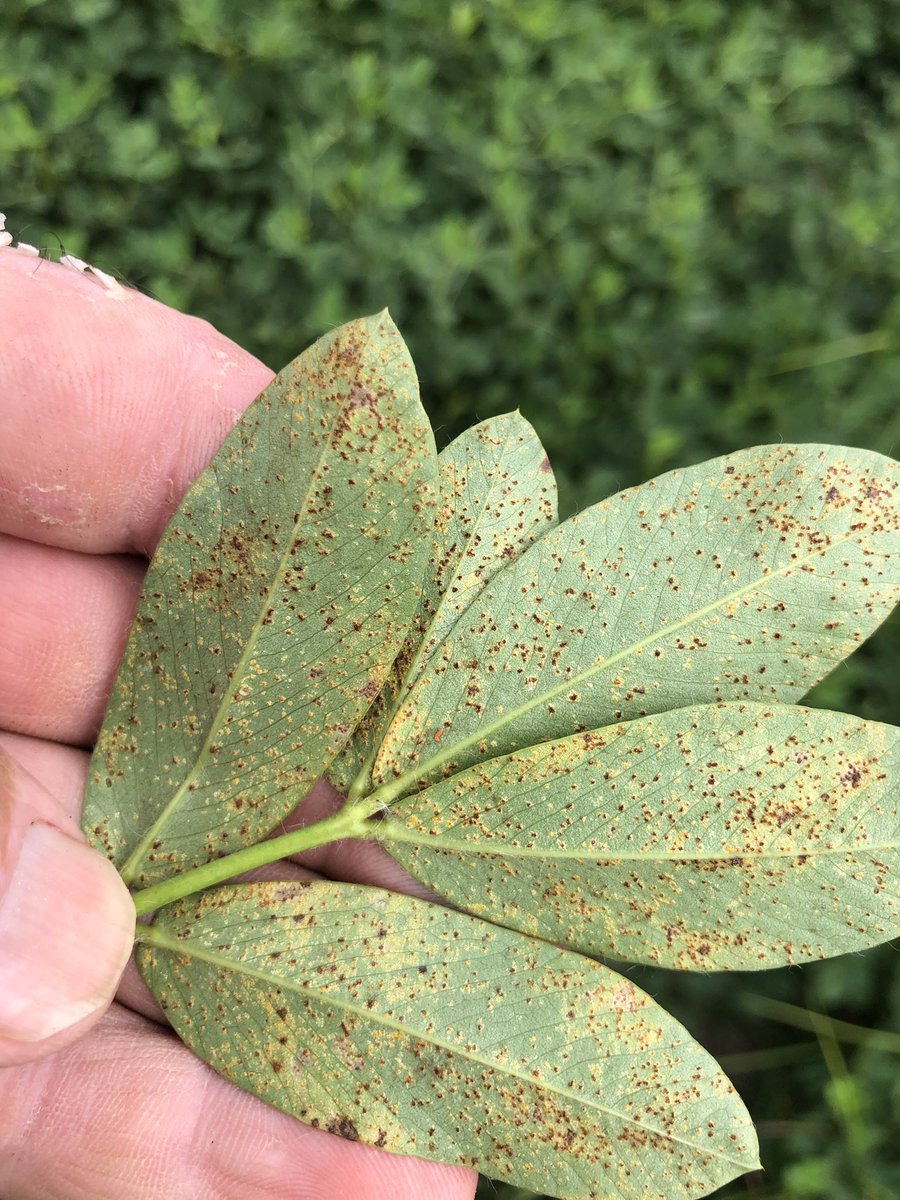 “Heads up” to cotton and peanut growers in SW Georgia. Areolate mildew (Ramulariopsis) found in Colquitt Co today, peanut rust found today in Tift Co. Be prepared… UGA Extension, <a href="/GRPigweed/">Jeremy Kichler</a>