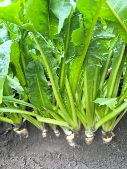 Last week we visited our new crop rootstock and it looks great.  Can't wait to harvest it and then grow our California Endive! #endive <a href="/caendive/">California Endive</a>