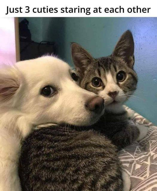 WholesomeMeme's tweet photo. https://t.co/q5bBihn9XT