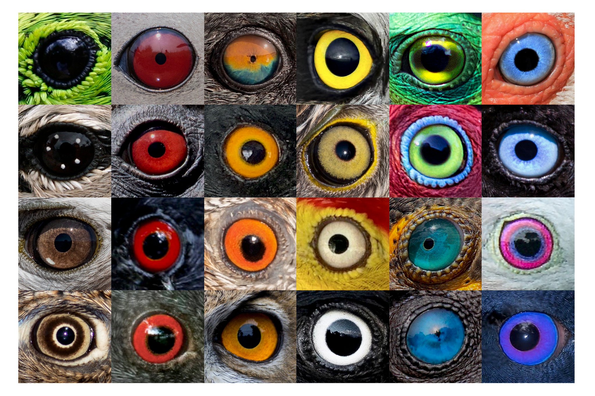 Eamon C. Corbett on Twitter: "Why do birds have different eye colors? The short answer is we don ...