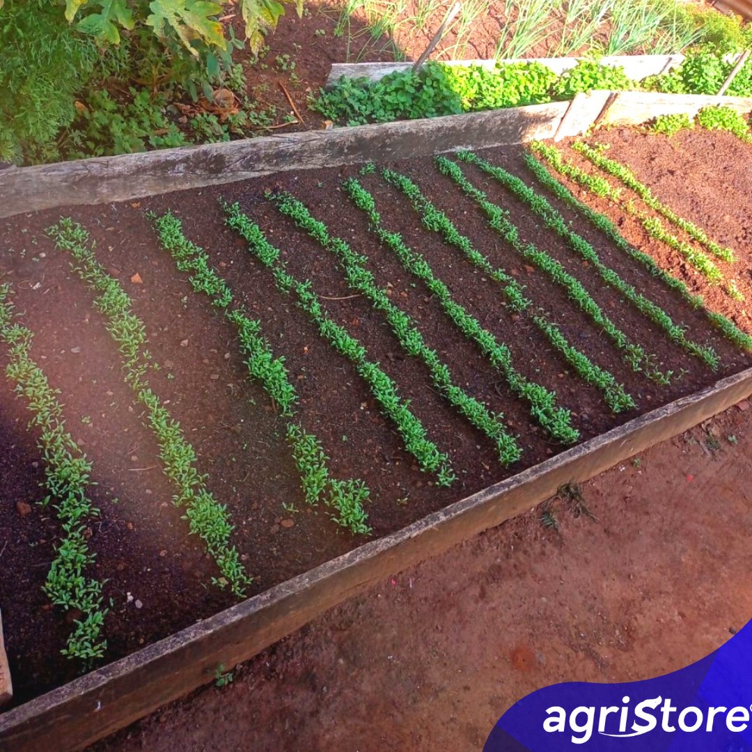 AgriStoreBR's tweet photo. Este é o canteirinho onde a Dona Ivani ,daqui da cidade de Nova Mutum, plantou o coentro que ela comprou conosco
Está vindo vigoroso para Dona Ivani arrasar nos seus pratos

🍛🥘🍝

Nossa empresa foi feita sob medida para o Produtor Rural
👊🌿🌱🍍🌽🌻🌿👥🏡#cheiroverde https://t.co/33jwTbkwNj