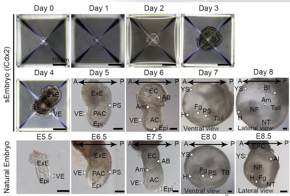 stemcellpodcast's tweet photo. This week, we talk about a groundbreaking @CellCellPress paper from Dr. @Jacob_Hanna's group! 🤯

They generated synthetic mouse embryos ex utero from ESCs!

@Shadi_Tarazi @AlejandroAgCa @Carinejoubran 

Article: https://t.co/Xf5SbFJe0D
Discussion: https://t.co/6cF965FL2C https://t.co/OArcsj572i