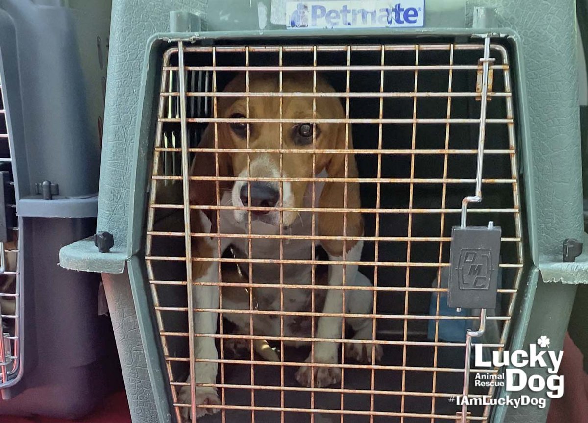 Lucky Dog Animal Rescue is thrilled to welcome our second set of Envigo beagles to foster homes in the DC area. We were amazed by the incredible outpouring of community support for the first 10 beagles, and can't wait to watch our next group get their first taste of freedom...