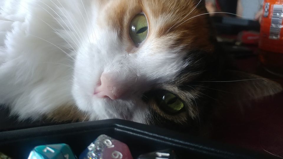 Kosmic_Kitsune's tweet photo. If your cat doesnt get in the way of your DMing, does she even love you? #ttrpg #dnd #dndpets #theprettiestpig https://t.co/ca5sbeWWhP