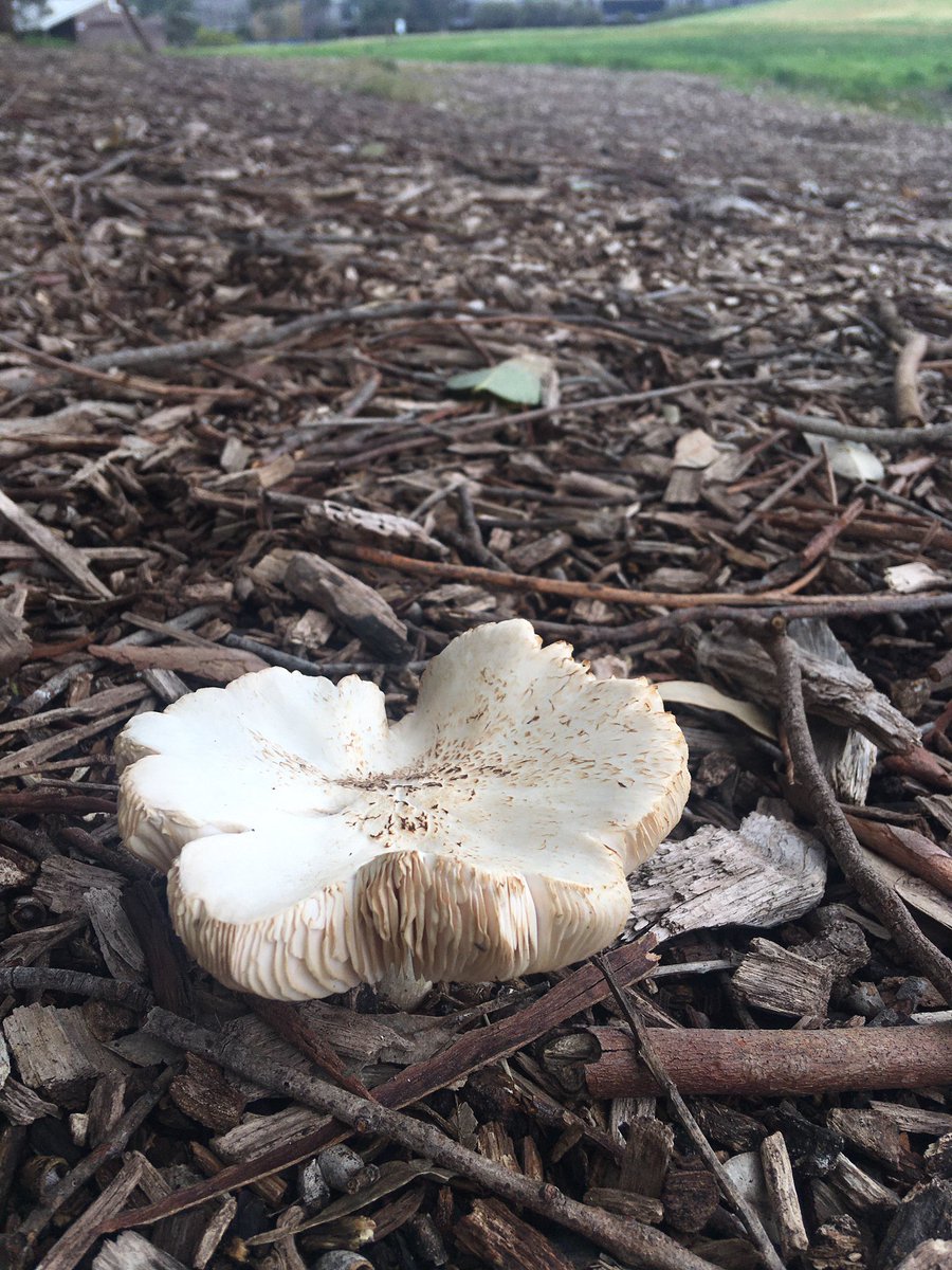 A visitor to Astrolabe Park #fungi