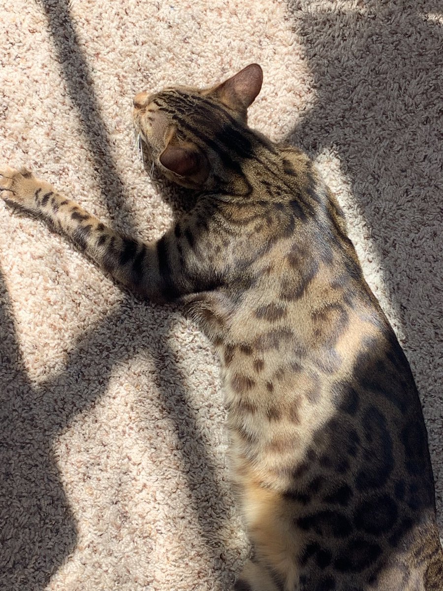 DJCatDad's tweet photo. Shoutout to my boy Kobe on #KobeDay https://t.co/LeGexnKJpf