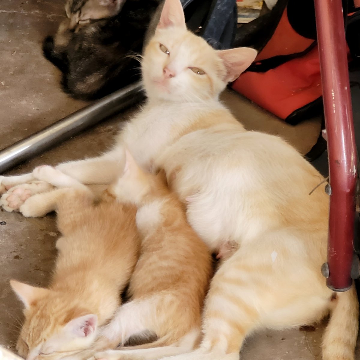 So this mother came to my home and decided to make it her home too. Rent please jk