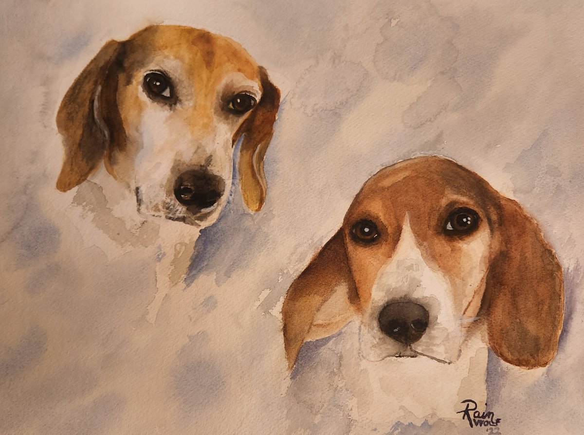 I volunteer at the SouthEast Beagle Rescue and help transport Beagles who have been abandoned or abused to their fur-ever homes. This is a watercolor I did of 2 little cuties, who now have their fur-ever home together
#watercolor #Beagles #watercolorpainting #dogpainting #dogart