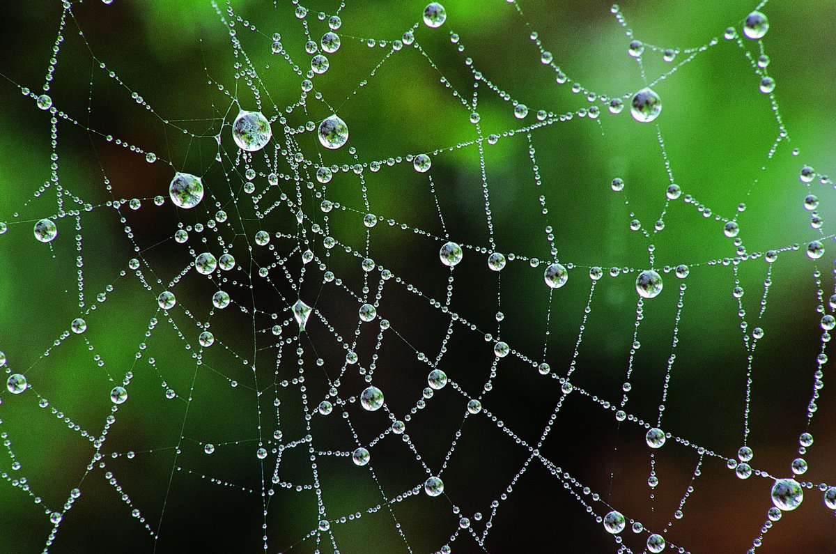 Image by Tony Sweet

Silky and shiny💧

#Spiders design their webs intently and intricately to attract unsuspecting prey. Their silk is also stronger than steel on a per-weight basis despite weighing less than cotton.