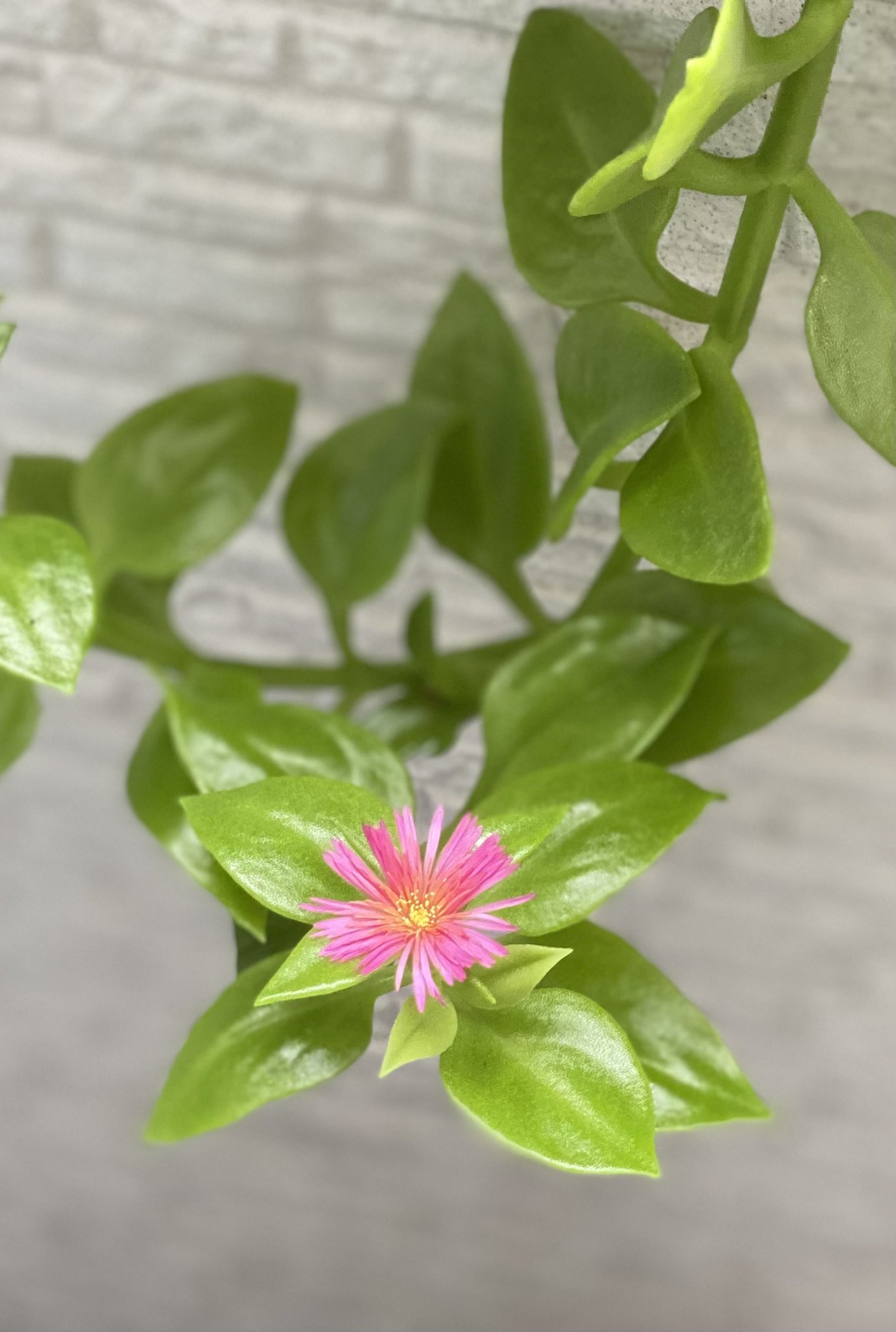 小さいお花 Twitter Search Twitter