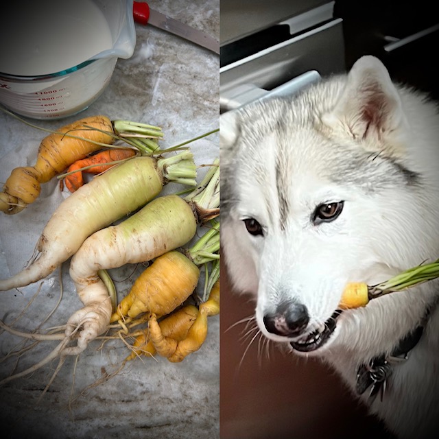 kathygori's tweet photo. someone likes the crazy carrots...#siberianhusky #dogsoftwitter #sibes #huskies https://t.co/mFkmDtY5GT