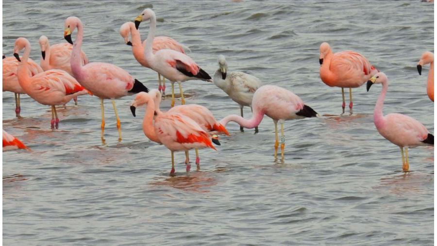 APNLaPampa's tweet photo. ☑ DAN A CONOCER UN NUEVO REGISTRO PARA LA AVIFAUNA PAMPEANA

Se trata de la Parina Grande, también llamada Flamenco Andino. 
 
 Más Info ➡️ https://t.co/9Aq5aUuhbI https://t.co/sde8WJyzTD
