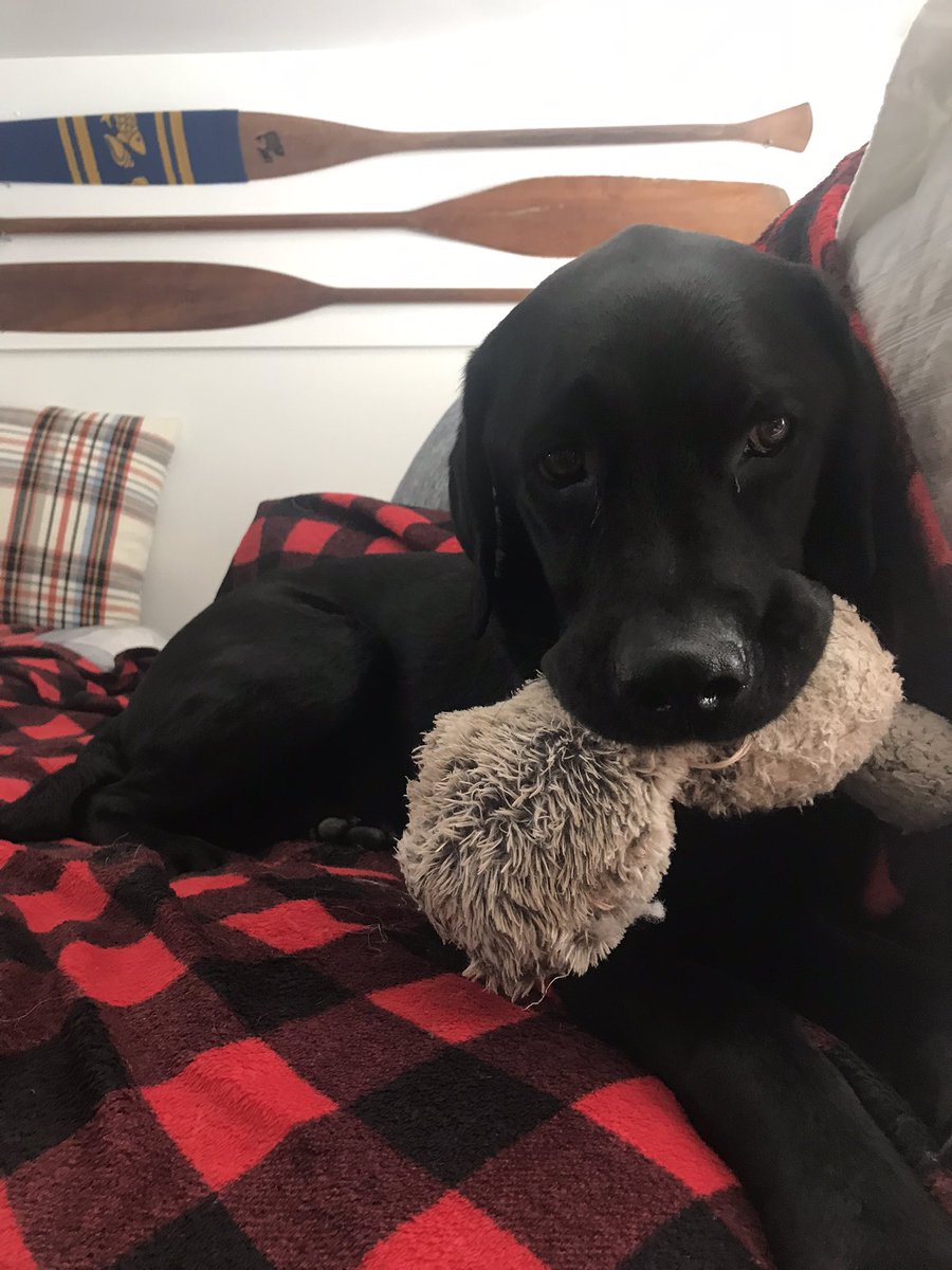 GemlineSuzanne's tweet photo. @CBC Kody https://t.co/VyQOBkGkOs