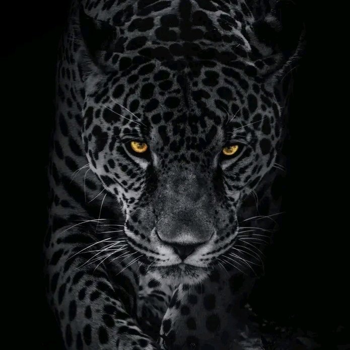azamkopy1's tweet photo. #صورة_ملف_شخصي_جديدة https://t.co/6TmaTdJDee