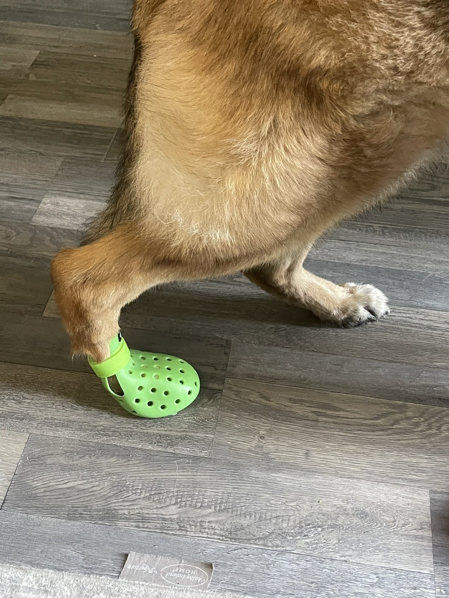 Mum bought me dog crocs….. please send helps frens 🥺👎🩴
