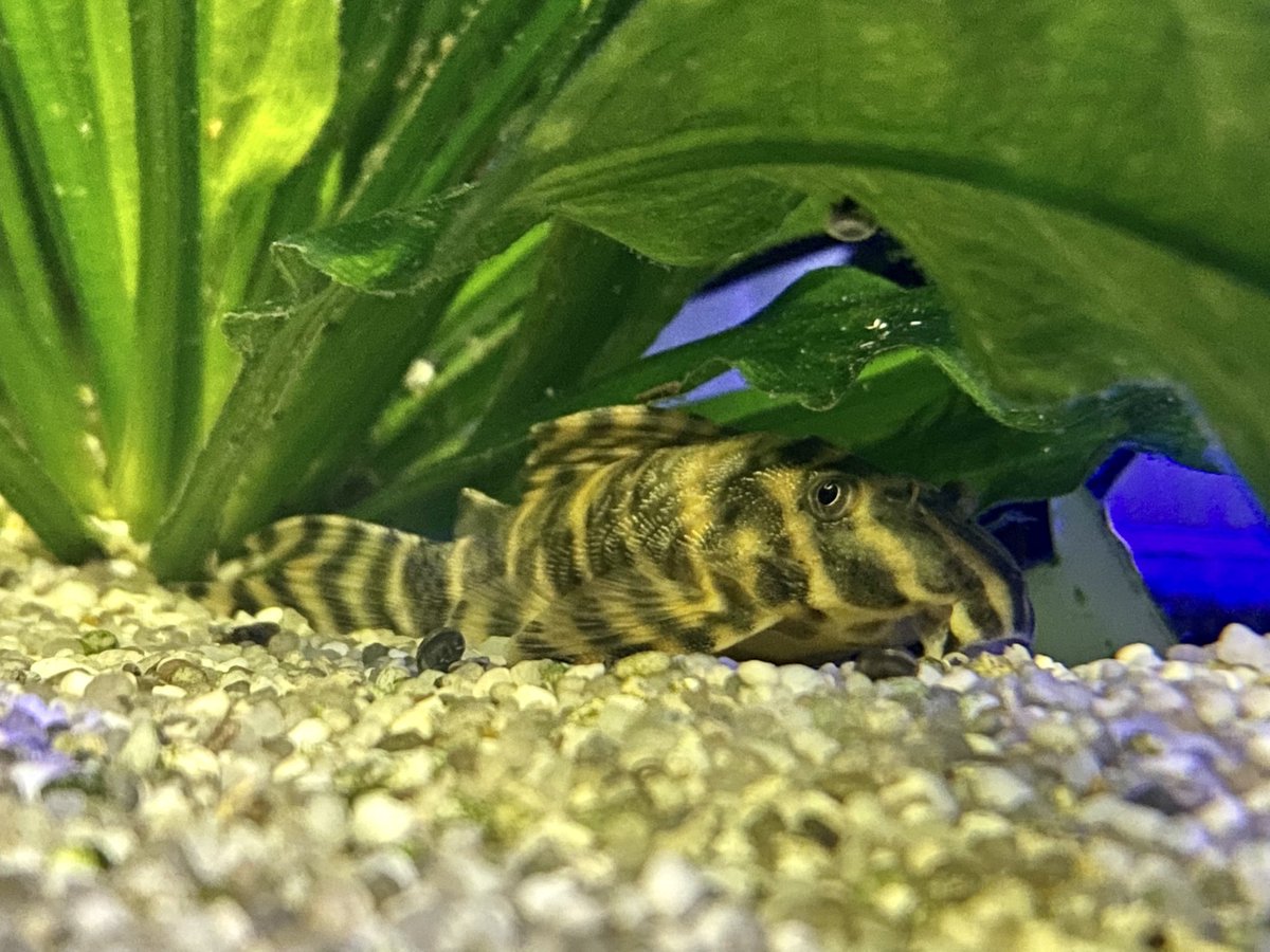 DominikaWalus's tweet photo. Nightlife:
Peckoltia sp. #L387 - tangerine tiger pleco
Hypanciatrus zebra #L046
Peckoltia sp. #L080
#Basil🦞 #CheraxPulcher🦞 https://t.co/M2mM7TJzkM