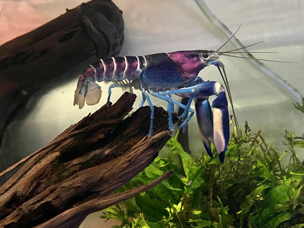 DominikaWalus's tweet photo. Nightlife:
Peckoltia sp. #L387 - tangerine tiger pleco
Hypanciatrus zebra #L046
Peckoltia sp. #L080
#Basil🦞 #CheraxPulcher🦞 https://t.co/M2mM7TJzkM