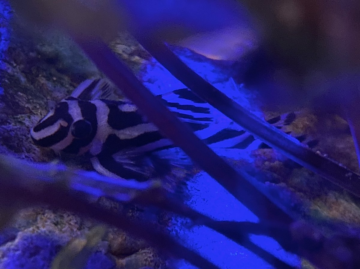 DominikaWalus's tweet photo. Nightlife:
Peckoltia sp. #L387 - tangerine tiger pleco
Hypanciatrus zebra #L046
Peckoltia sp. #L080
#Basil🦞 #CheraxPulcher🦞 https://t.co/M2mM7TJzkM
