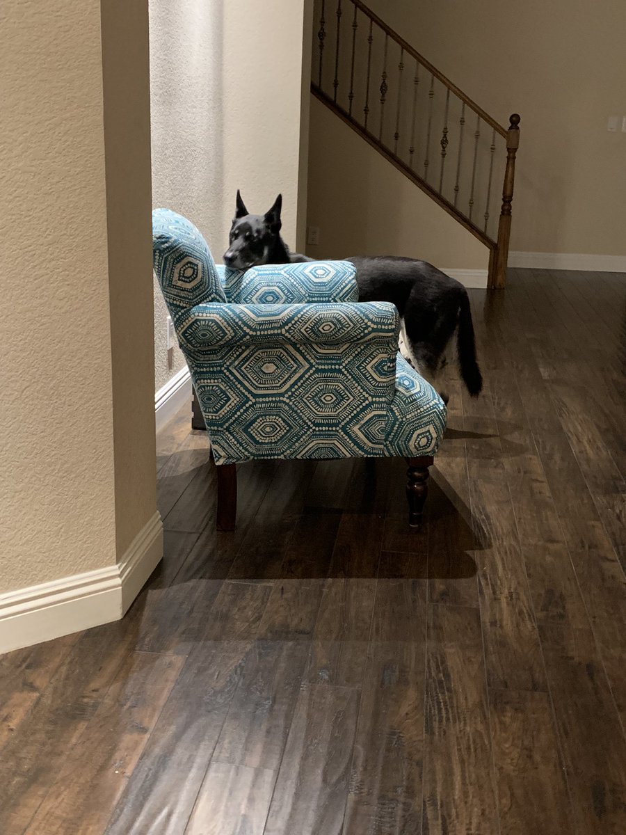 I wanted to show off the beautiful upholstery job my MIL did on my favorite old chair, and Wild Wolf Boy decided he’s ready to launch his modeling career. #studiodog