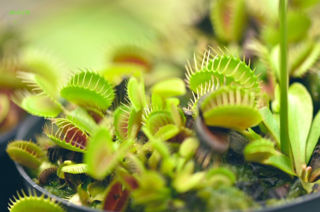 ハエトリソウ Twitter Search Twitter