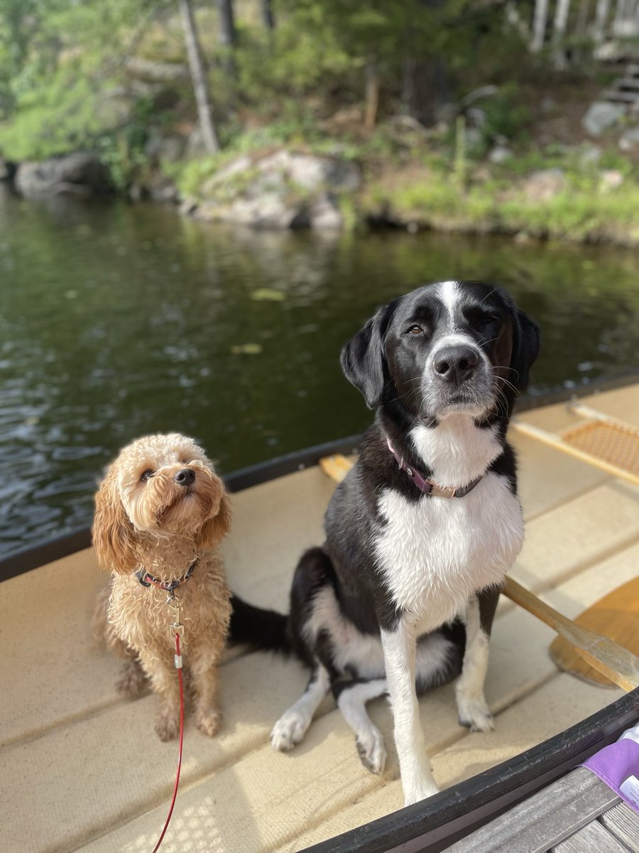 RyanFitzUro's tweet photo. @CBC Canoe pups! https://t.co/tPMcnb3v9Y