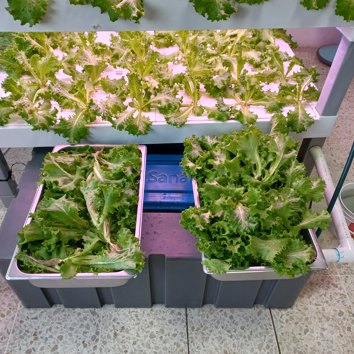 jonamicr's tweet image. Deliciosa cosecha en el #Fablab del @IICAnoticias, de las manos de James hacia las de Arelys, la transición está completa, el proyecto avanza