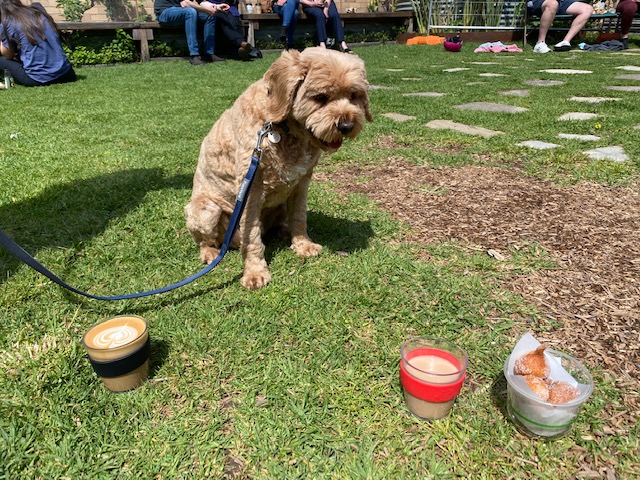 lyndalbox's tweet photo. Hubert is just like us in many ways. He is motivated to learn new things when he can see the immediate benefits and what’s in it for him.

“Hi, I’m Hubert.
I learn new things for praise and cuddles too.”

#Learning #Accessibility #Geelong https://t.co/kchwp6gvUj