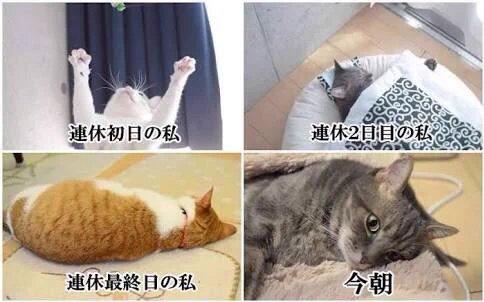 @toarutoa @_yunma 社会人版( ◜ᴗ◝) 
