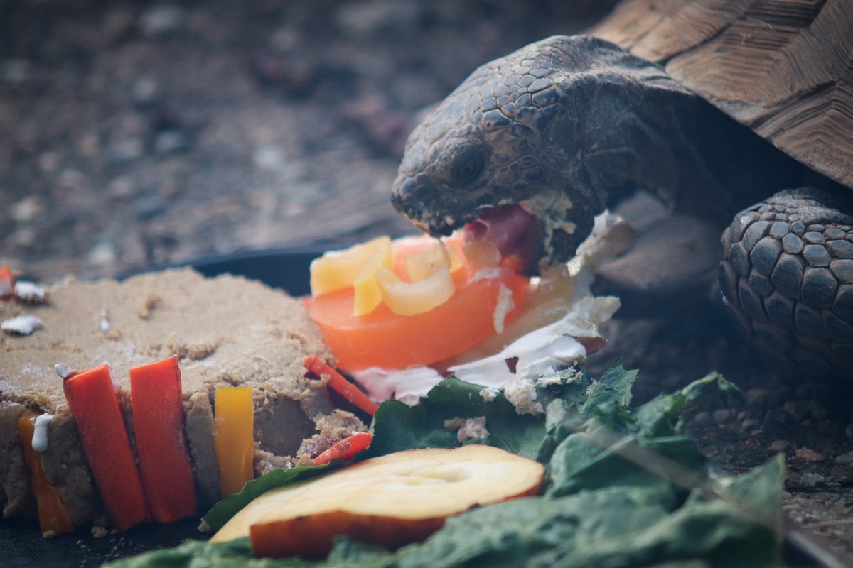 Lettuce shell-ebrate! The Living Desert's oldest resident, Hercules, is turning 75 🥳 #TheLivingDesert