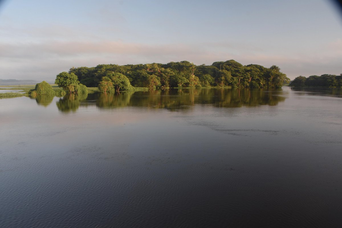 Today it's @AnthonyHamWrite with the story of Chris Clark, who worked for decades to save a corner of the Amazon, contending with fierce opposition, death threats and a friendly caiman called Lucy. 1105am ABC Local (not Vic) and 305pm @RadioNational