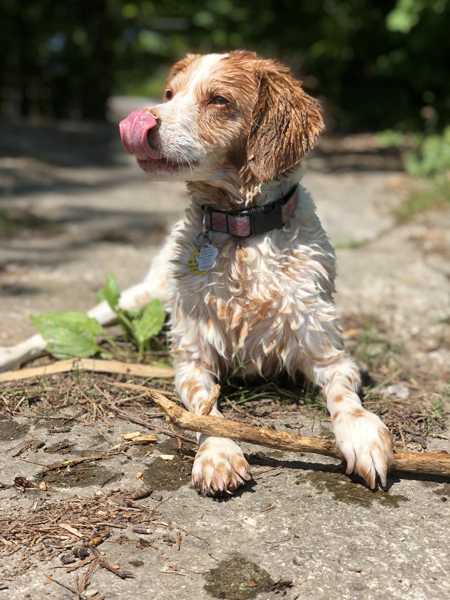 JustMartelle's tweet photo. @CBC Our sweet sweet gurl Bailey, 14 and still going strong #lakedontcare https://t.co/hmx90tUCwT