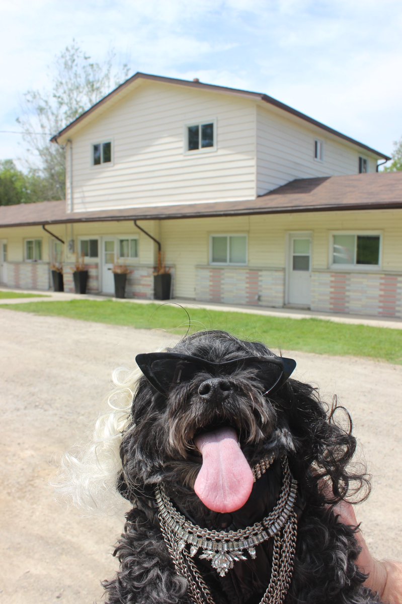 Paulsicle's tweet photo. @CBC Zoe is the ultimate CBC fan #schittscreek ❤️ https://t.co/abnpT1QM7v