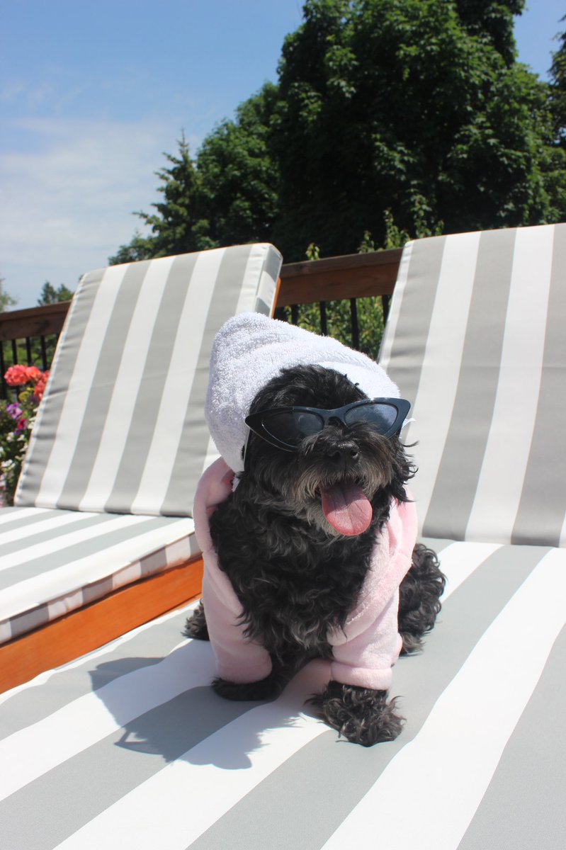 Paulsicle's tweet photo. @CBC Zoe is the most PAWfect model https://t.co/39rltEzMcJ
