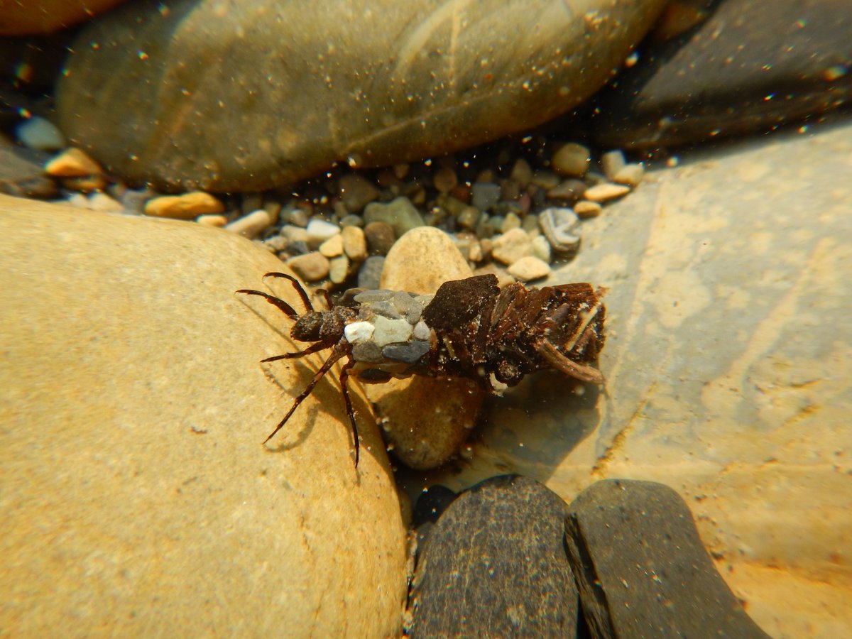A new kind of liquid biopsy? Canada’s STREAM project is using #genomics to advance watershed health monitoring. Great work <a href="/uofgCBS/">College of Biological Science</a> &amp; <a href="/M_Hajibabaei/">Mehrdad Hajibabaei</a>! Learn more: bit.ly/3CuQhLS #IlluminaGrantee