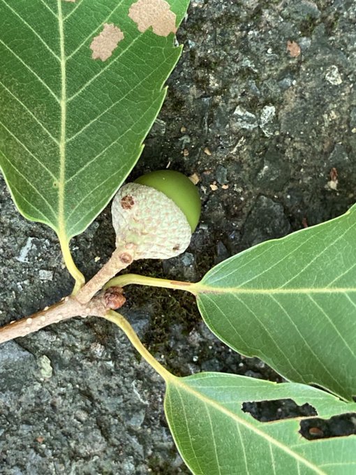どんぐりの中にいる虫はいつ出てくる 拾ってきたら煮沸や冷凍で対策を どんな虫かや見分け方なども紹介