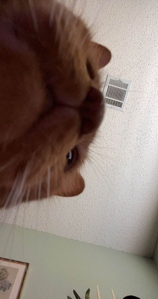 marisa_hunter2's tweet photo. May I submit for your viewing pleasure:
“Cat selfies” https://t.co/EXSnFBj3mL