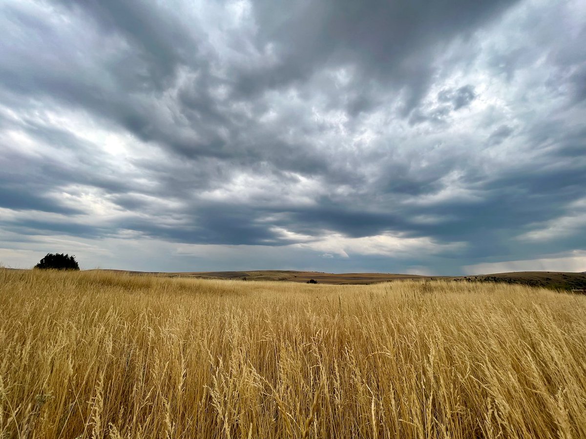 JasonKechely's tweet image. It's starting to feel like Fall is just around the corner on this amber train to brown town...
#MTSummer #GallatinValley #MissingTheGreen