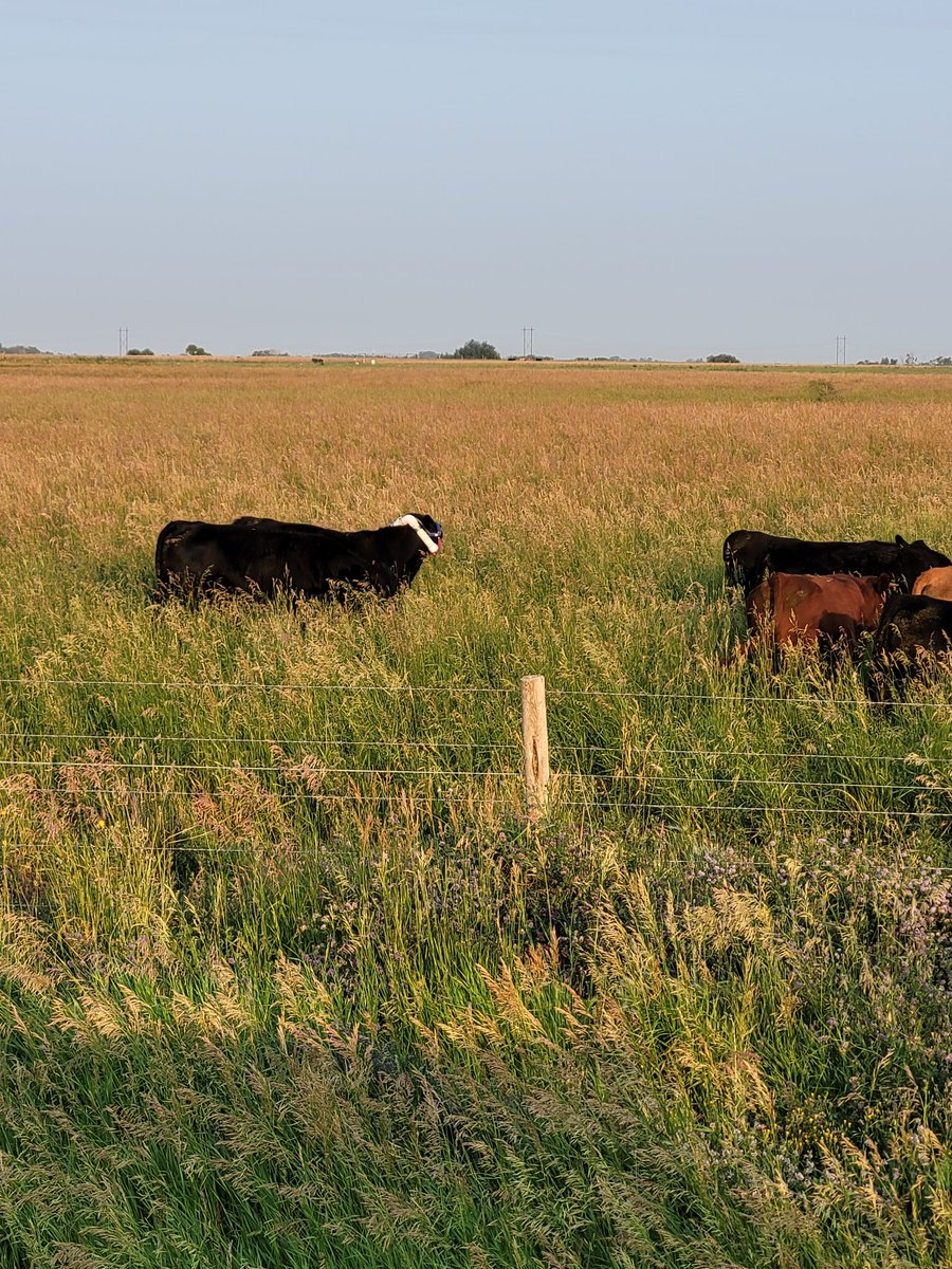 Dr Bart Lardner 🇨🇦 tweet media