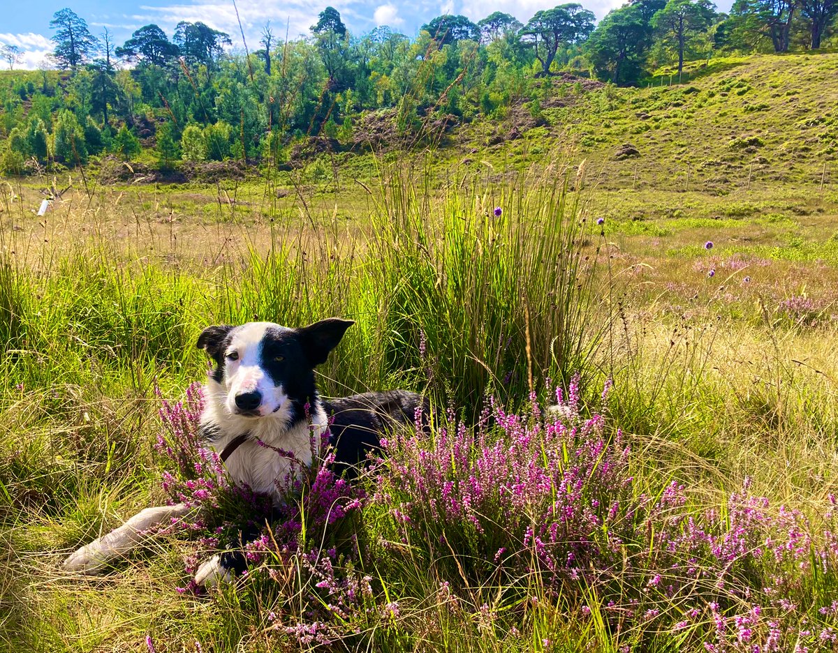 annemcalp's tweet image. Back where I belong… #scotland #Highlands 🎥 📷 📸 New #BBCLandward coming soon