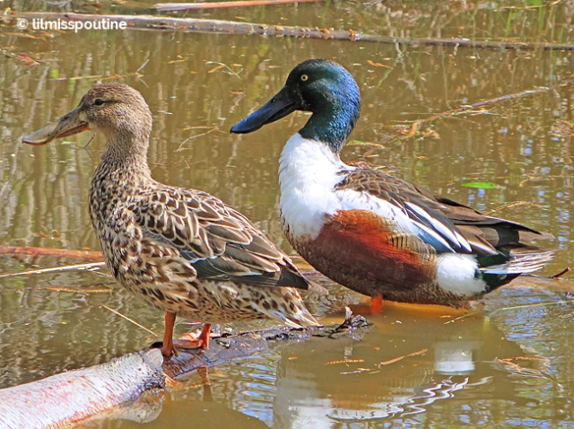 🦆 The next bird of the day is the Northern Shoveler (Spatula clypeata)!
They get their name from their unique bill shape, which aides in foraging for aquatic inverts and plants! They're pretty widespread globally, but particularly noted in Europe and southern North America!