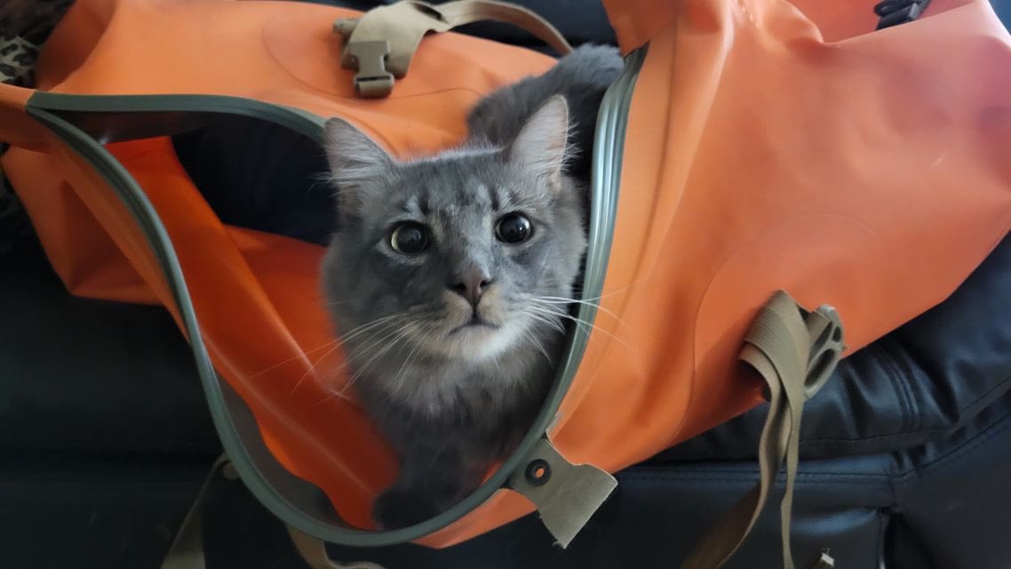 We'd make a joke about our bags having 9 lives, but that's an understatement 😉

Our bags are 100% adventure-ready, just like this kitty!

📸 © @helenhighwaters/IG