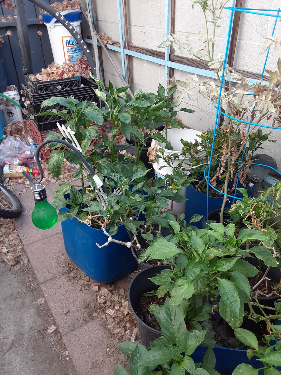 My plants have in outside home grew from seeds and tree and fruit apples  and chiles and avocados and papayas 🍎🥑🍓🌶